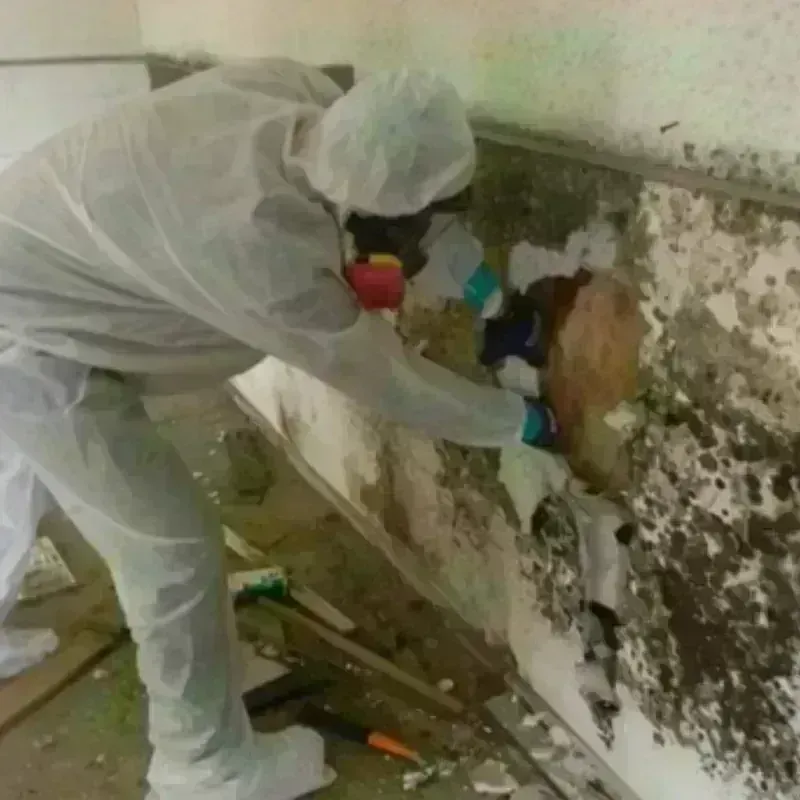 Mold Remediation and Removal in Wallburg, NC